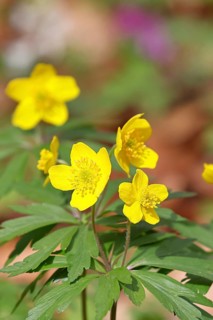 Yellow Anemone, Anemone ranunculoides, Yellow Wood Anemone, Anemone ranunculoides, in a beech