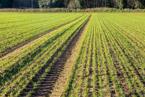 Green shoots of arable winter cereal crop growing in field rows down hillside, Shottisham, Suffolk,