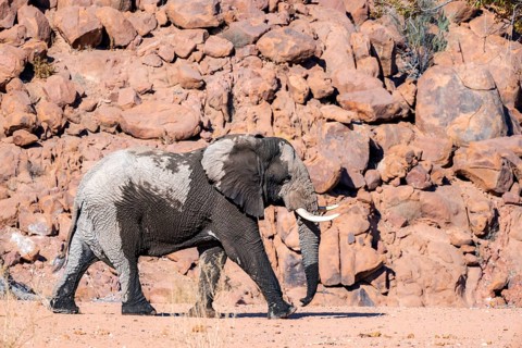 African elephant (Loxodonta africana), desert elephant, riverbed of the Ugab River, Damaraland,