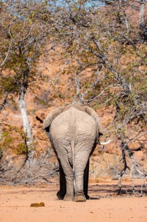 African elephant (Loxodonta africana) from behind, desert elephant, riverbed of the Ugab River,