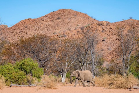 African elephant (Loxodonta africana), desert elephant in barren desert landscape, riverbed of the