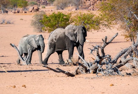 Two African elephants (Loxodonta africana), desert elephants, riverbed of the Ugab River,