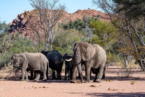 Herd of African elephants (Loxodonta africana) with adult male, desert elephants, riverbed of the