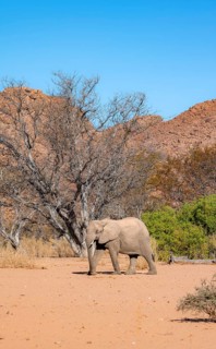 African elephant (Loxodonta africana), desert elephant in barren desert landscape, riverbed of the