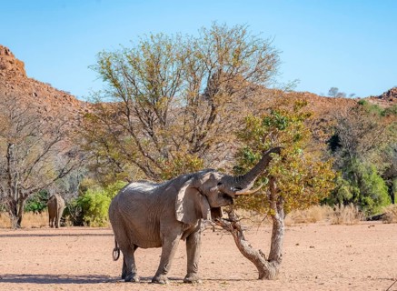 African elephant (Loxodonta africana), desert elephant in barren desert landscape, eating leaves in