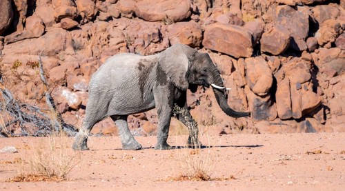Young African elephant (Loxodonta africana), desert elephant, near the Ugab River, Damaraland,