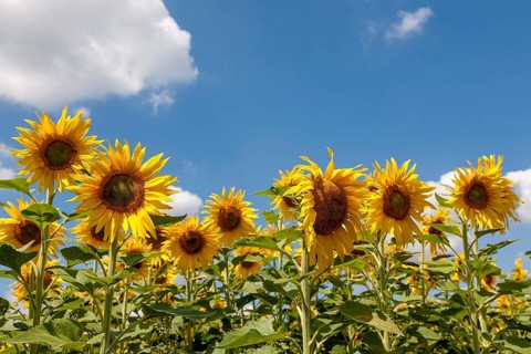 Sunflowers (Helianthus annuus), sunflower field, Palatinate, Rhineland-Palatinate, Germany