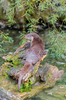A Eurasian otter (Lutra lutra) rests on a root of a tree with some moss on it lying in the water.