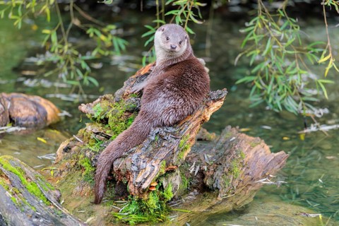A Eurasian otter (Lutra lutra) rests on a root of a tree with some moss on it lying in the water.