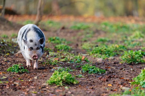 A Kunekune pig (sus scrofa domesticus), a domestic breed from New Zealand walks through a natural