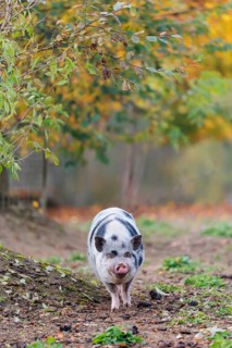 A Kunekune pig (sus scrofa domesticus), a domestic breed from New Zealand walks through a natural