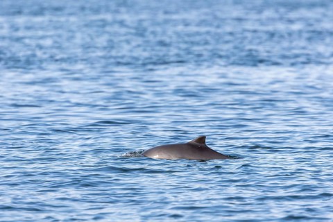 A Harbour porpoise (Phocoena phocoena) in the Baltic Sea, Denmark