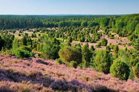 Trees and blooming heath near Steingrund in the Lüneburger Heide nature park Park, Lower Saxony,