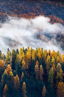 Coniferous forest with larch and spruce trees crossed by clouds of fog, Engadin, Canton of