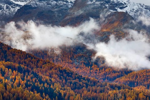 Coniferous forest with larch and spruce trees crossed by clouds of fog, Engadin, Canton of