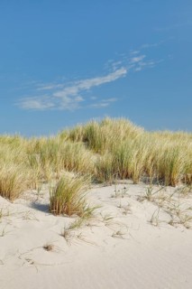 Sand dunes on the elbow on the island of Sylt, Germany