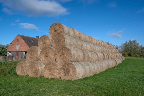 Stacked round straw bales of the agricultural cooperative in a meadow, in the back of the cowshed,