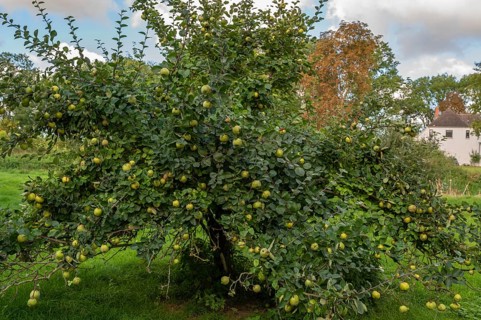 Quince tree (Cydonia oblonga) full of ripe fruits, orchard at Gut Othenstorf, Mecklenburg-Western