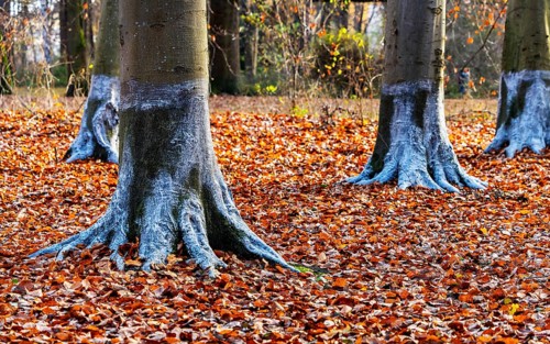 Protection against beaver damage, with whitish paint containing quartz sand, painted trees in the
