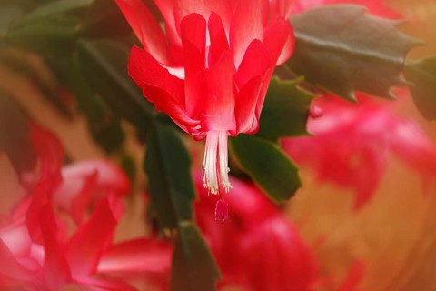 Christmas cactus (Schlumbergera truncata), blossoms, in studio, with alienation, North