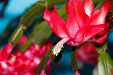 Christmas cactus (Schlumbergera truncata), flowers, in studio, North Rhine-Westphalia, Germany