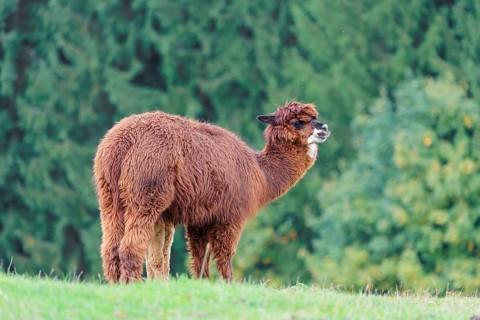 A young white alpaca (Vicugna pacos) stands next to its brown mother on a green meadow on hilly