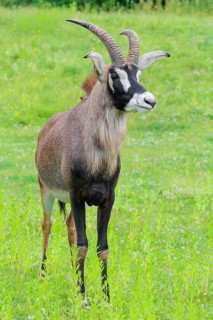 A roan antelope (Hippotragus equinus) stands in a green meadow. South Africa