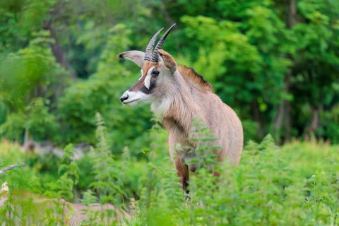 A roan antelope (Hippotragus equinus) stands in a green meadow with tall vegetation. South Africa