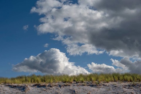 Beach oats (Ammophila) on the beach, rain clouds (Nimbostratus), Baltic Sea, Darß,