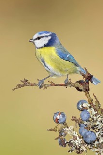 Blue tit (Parus caeruleus), sitting on a branch in a blackthorn bush, (Prunus spinosa), sloes, with