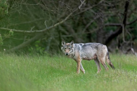 Interested is the wolf fähe (Canis lupus) at the edge of the forest, mammals, boy rearing, Denmark