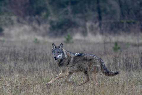 The direct view from the wolf (Canis lupus) is unique and remains an unforgettable experience for