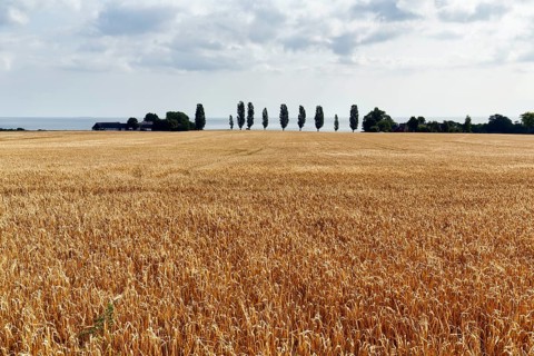 Golden brown, ripe wheat field in summer, dead ripe, Ertholmene, pea islands on the horizon,