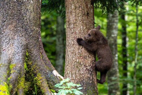 European brown bear (Ursus arctos arctos), young animal climbing on tree, Notranjska region,