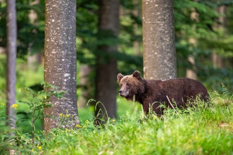 European brown bear (Ursus arctos arctos), in the forest, Notranjska region, Slovenia