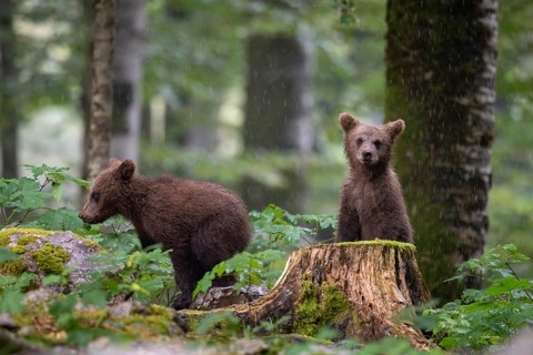 European brown bear (Ursus arctos arctos), two young animals in the forest, Notranjska region,