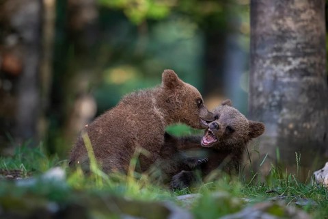 European brown bear (Ursus arctos arctos), two young animals playing in the forest, Notranjska