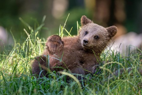 European brown bear (Ursus arctos arctos), young animal lying in meadow, Notranjska Region,