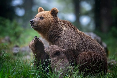 European brown bear (Ursus arctos arctos), mother with two cubs, in the forest, Notranjska region,