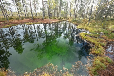 Emerald green spring water reflects autumn trees. Frog spring in the moor, wetland in Arvidsjaur,