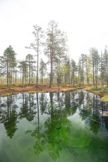 Emerald green spring water reflects autumn trees. Frog spring in the moor, wetland in Arvidsjaur,