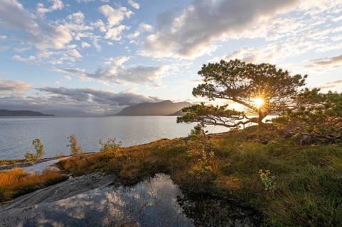 Scots pine with sun stars on the Norwegian fjord. Sunrise at Bodø, Nordland, Norway