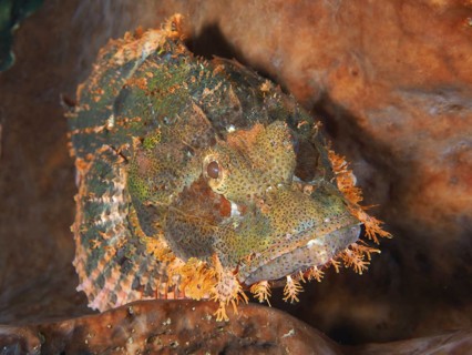 A vividly colored fringed dragon head (Scorpaenopsis oxycephalus) lies camouflaged in the reef with