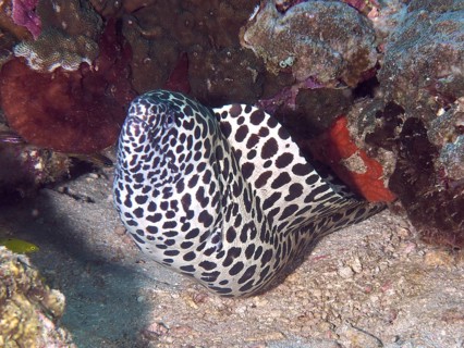 A black and white patterned moray eel, Great Web Moray (Gymnothorax favagineus), looks out of a