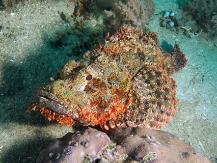 A fringed dragon head (Scorpaenopsis oxycephalus) lies on the seabed. Pidada Dive Site,