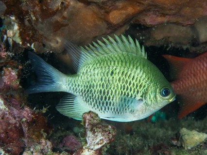 A light green antler coral reefass (Amblyglyphidodon curacao) swims in coral reefs. Close