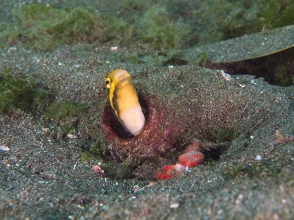 Yellow striped mimicry sabre-hagefish (Petroscirtes breviceps) peeks out of an empty bottle in the