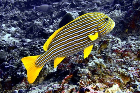 A yellow-black striped fish, golden ribbon sweet lip (Plectorhinchus polytaenia), swims in the