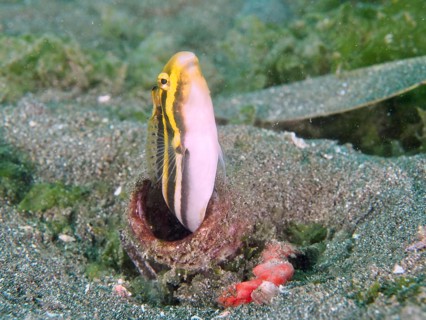 Small fish, striped mimicry sabre slime (Petroscirtes breviceps), emerges from an empty bottle in
