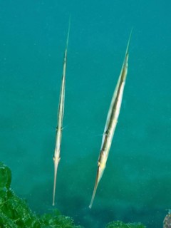 Two slender fish, striped snipefish, razorfish (Aeoliscus strigatus), float vertically in the
